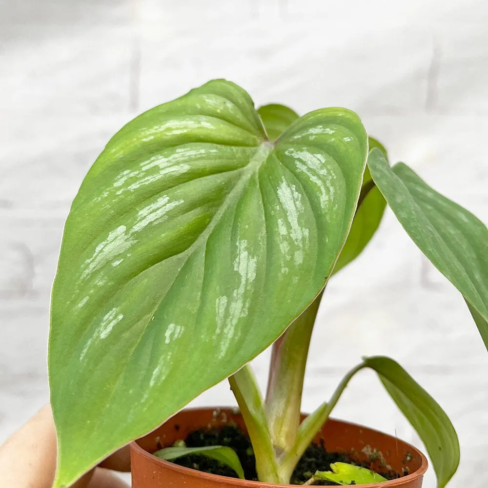10cm Philodendron Mamei House Plant 7cm Pot