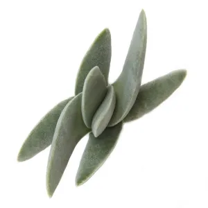 Crassula falcata 'Propeller Plant'